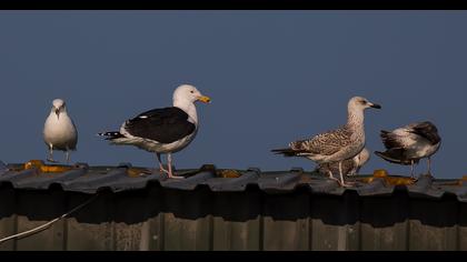 Büyük karasırtlı martı