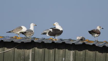 Büyük karasırtlı martı
