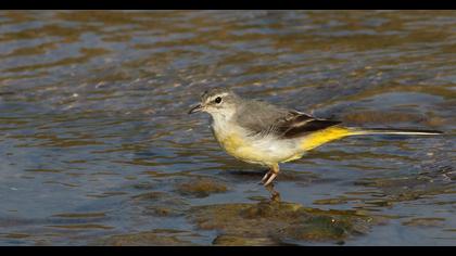 Dağ kuyruksallayanı