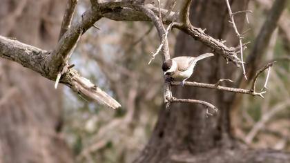 Akyanaklı baştankara