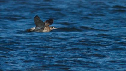 Sürmeli kervançulluğu