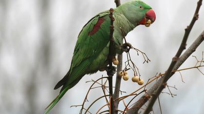 İskender papağanı