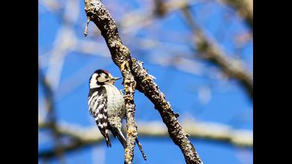Küçük ağaçkakan