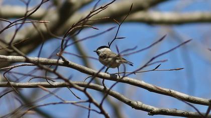 Kayın baştankarası