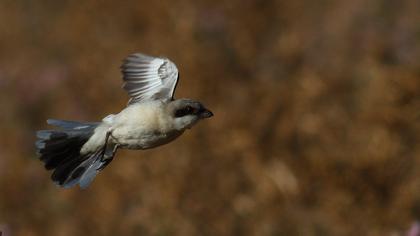 Karaalınlı örümcekkuşu