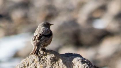 Büyük dağbülbülü