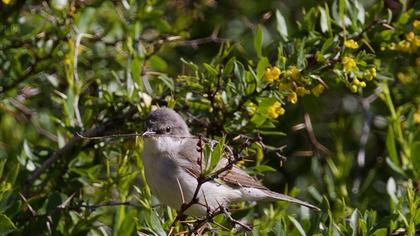 Küçük akgerdanlı ötleğen