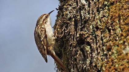 Bahçe tırmaşıkkuşu