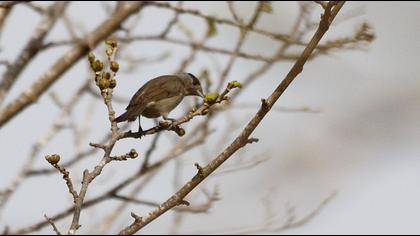 Karabaşlı ötleğen