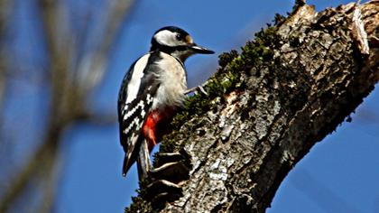 Orman alaca ağaçkakanı