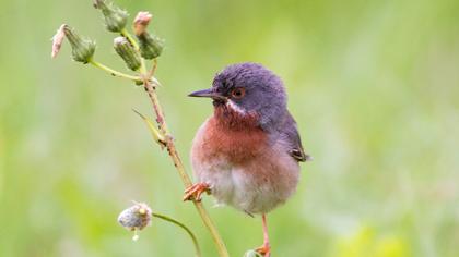 Bıyıklı ötleğen