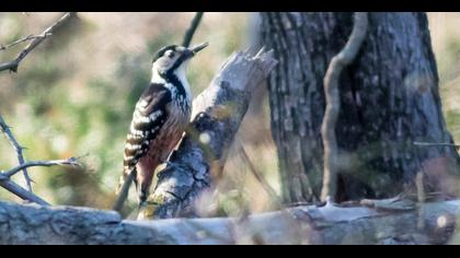 Aksırtlı ağaçkakan