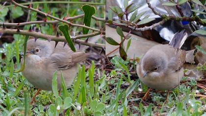 Pembegöğüslü ötleğen