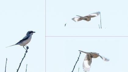 Büyük örümcekkuşu