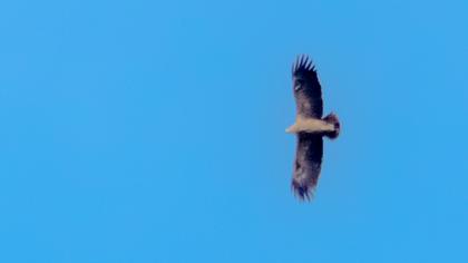 Küçük orman kartalı