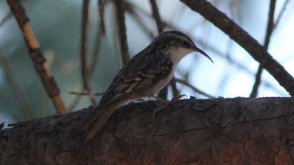 Bahçe tırmaşıkkuşu
