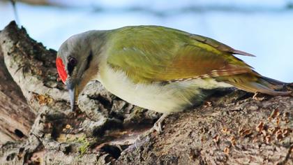 Küçük yeşil ağaçkakan