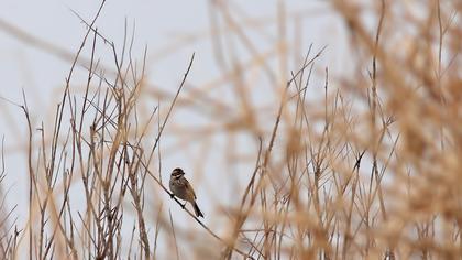 Bataklık Kirazkuşu