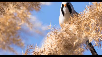 Bıyıklı baştankara