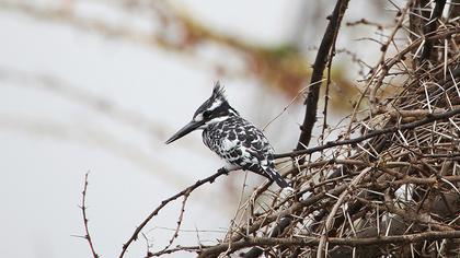 Alaca yalıçapkını