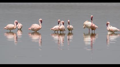 Küçük flamingo