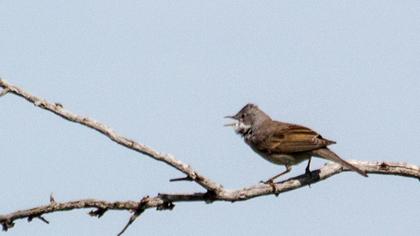 Akgerdanlı ötleğen