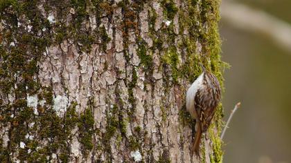 Orman tırmaşıkkuşu