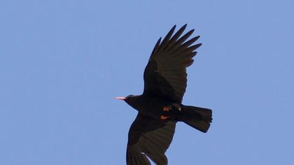 Kırmızıgagalı dağ kargası