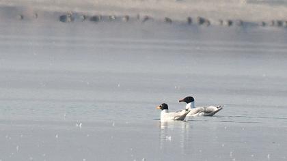 Büyük karabaş martı