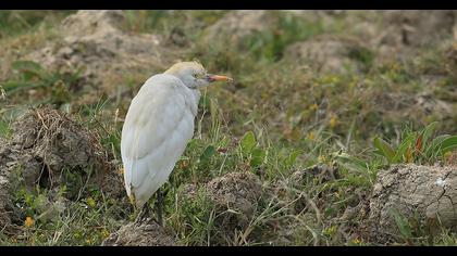 Sığır balıkçılı