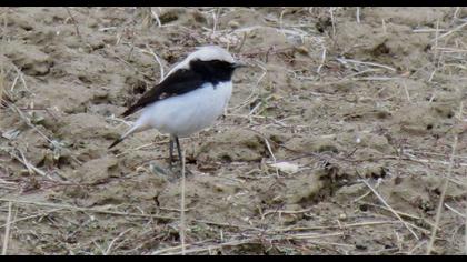 Aksırtlı kuyrukkakan