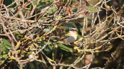 Sürmeli çalıkuşu