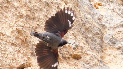 Duvar tırmaşıkkuşu