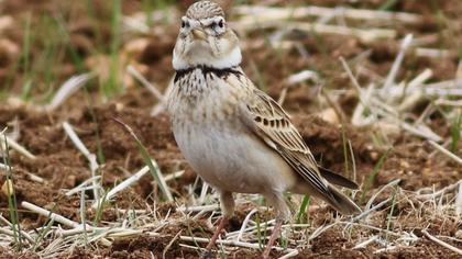 Küçük boğmaklı toygar