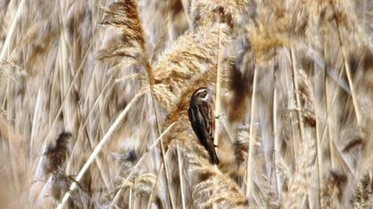 Bataklık Kirazkuşu