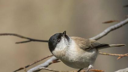 Kayın baştankarası