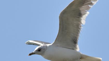 Küçük gümüş martı