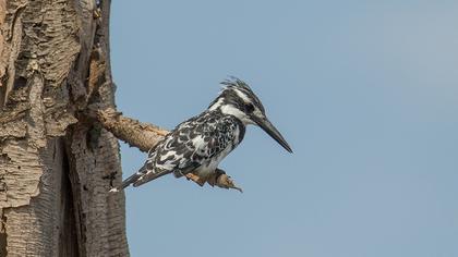Alaca yalıçapkını