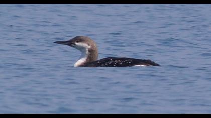Karagerdanlı dalgıç