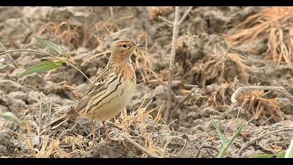 Kızılgerdanlı incirkuşu