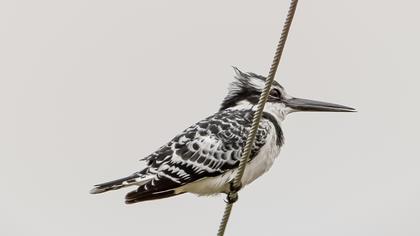 Alaca yalıçapkını