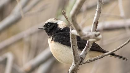 Kıbrıs kuyrukkakanı