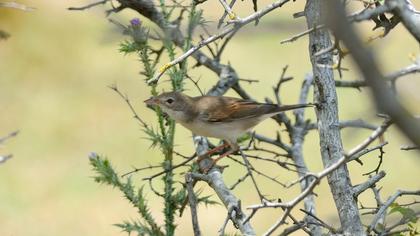 Akgerdanlı ötleğen