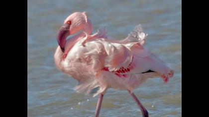 Küçük flamingo