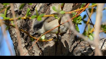 Küçük akgerdanlı ötleğen