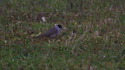 Karabaşlı ötleğen