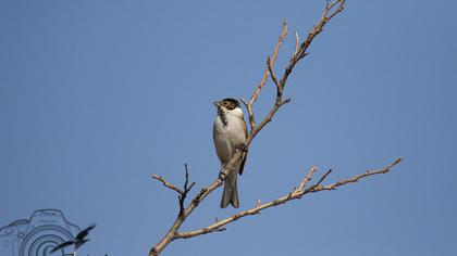 Bataklık Kirazkuşu