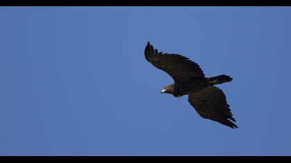 Büyük orman kartalı