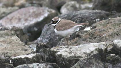 Halkalı küçük cılıbıt