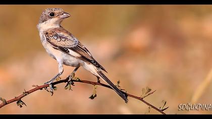 Maskeli örümcekkuşu